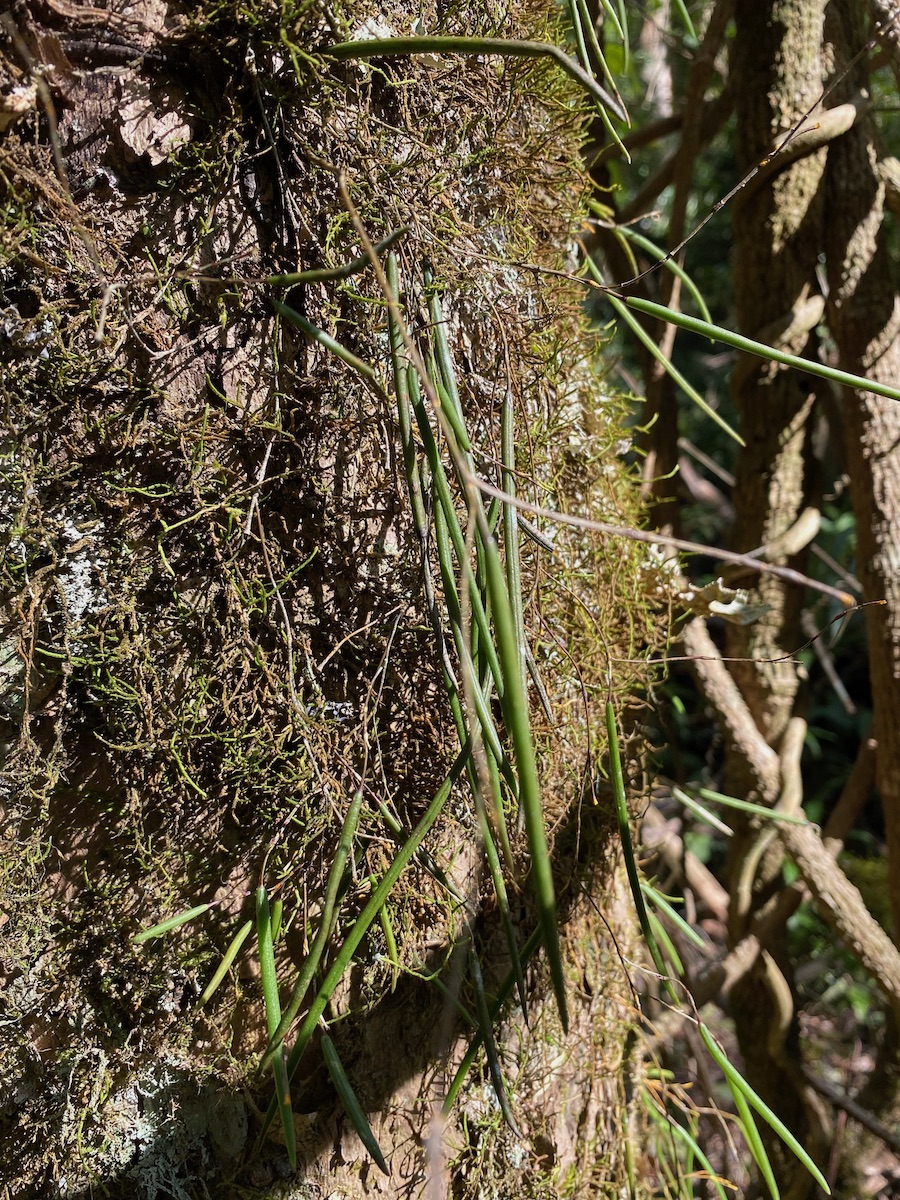 Dockrillia dolichophylla